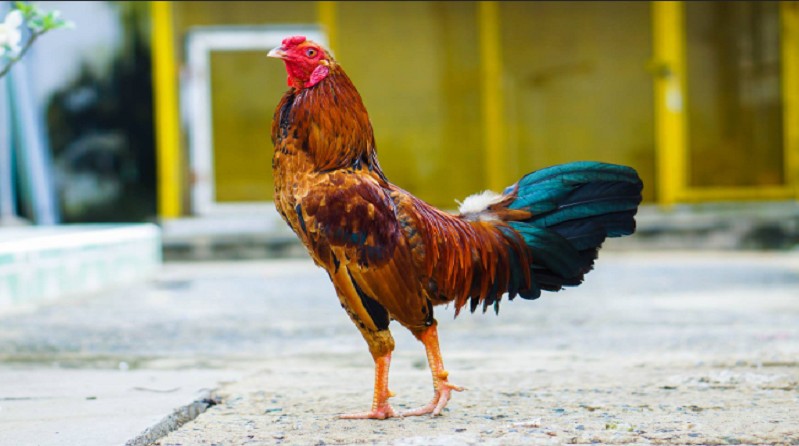 Cách coi cựa gà đá