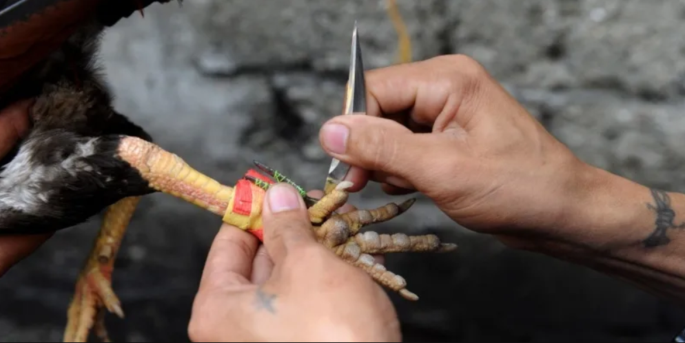 Các hình thức phổ biến trong đá gà cựa dao là gì